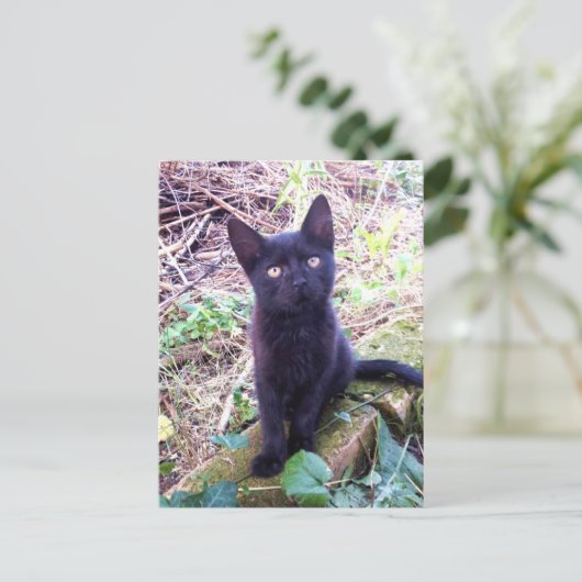 Black Kitten Briefkaart (Staand voorkant)
