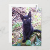 Black Kitten Briefkaart (Voorkant / Achterkant)
