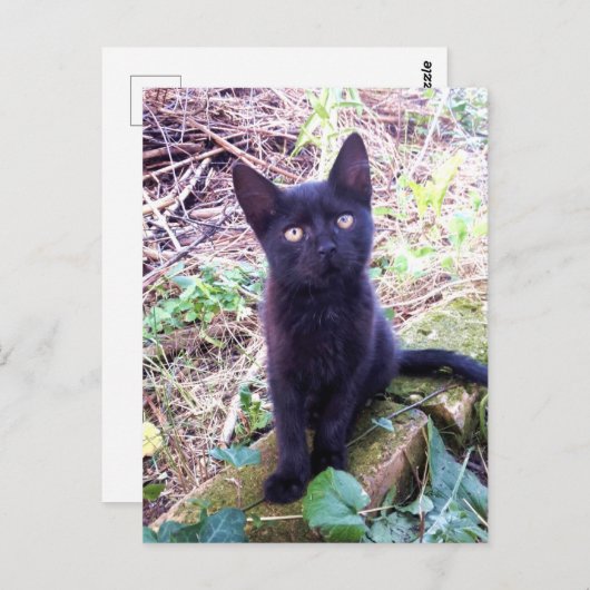 Black Kitten Briefkaart (Voorkant / Achterkant)