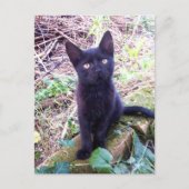 Black Kitten Briefkaart (Voorkant)