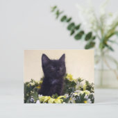 Black Kitten "De blik" Briefkaart (Staand voorkant)