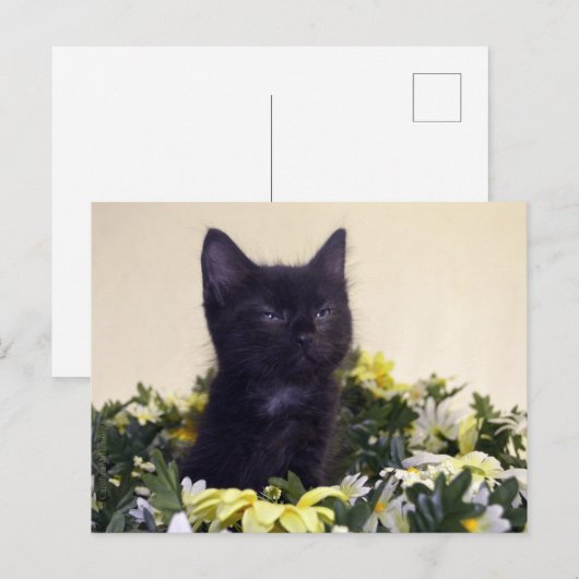 Black Kitten "De blik" Briefkaart (Voorkant / Achterkant)