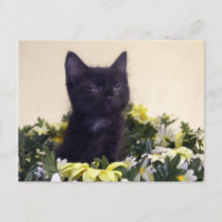 Black Kitten "De blik"