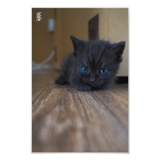 Black Kitten Foto Afdruk (Voorkant)