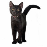 Black Kitten Fotobeeldje Ornament<br><div class="desc">Dit kleine zwarte kitten maakt een schattig acrylornament</div>