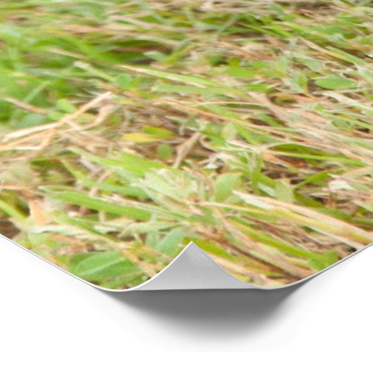 Black Kitten in Grass Poster (Hoek)