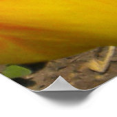 Black Kitten in Tulips-Poster Poster (Hoek)