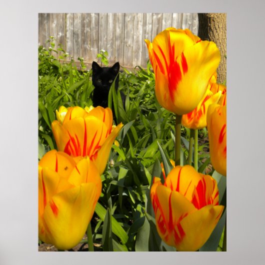 Black Kitten in Tulips-Poster Poster (Voorkant)
