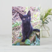Black Kitten Kaart (Staand voorkant)