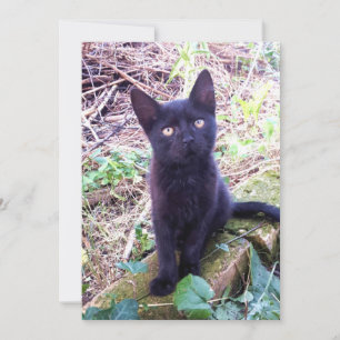 Black Kitten Kaart