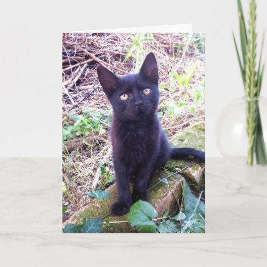 Black Kitten Kaart (Voorkant)