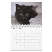 Black Kitten Kalender (Feb 2026)