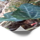 Black Kitten Poster (Hoek)