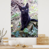 Black Kitten Poster (Keuken)
