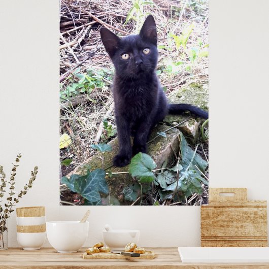 Black Kitten Poster (Keuken)