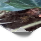 Black Kitten Poster (Hoek)