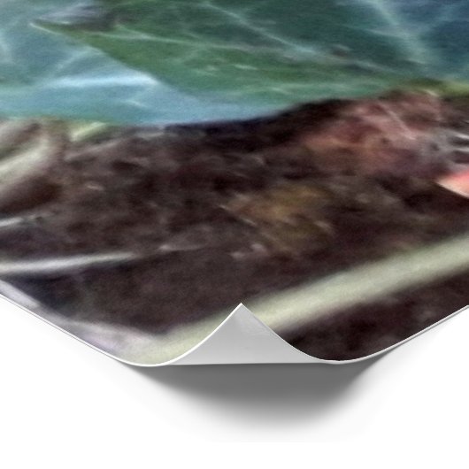 Black Kitten Poster (Hoek)