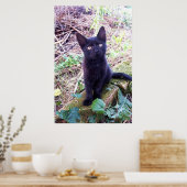 Black Kitten Poster (Keuken)