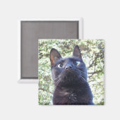 Black Kitty Cat Magneet (Voorkant / Achterkant)