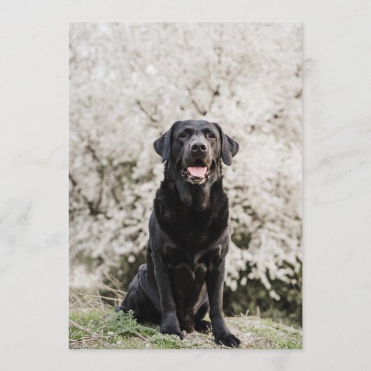 Black Lab Bar Menu (Achterkant)
