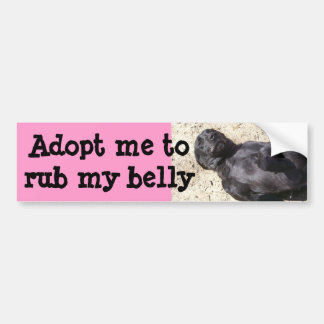 Black Lab Bumpersticker