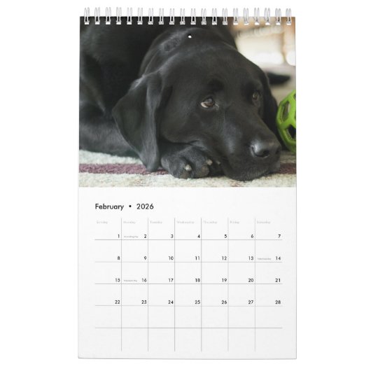 Black Lab Calendar Labrador Retriever 2026 Kalender (Feb 2026)
