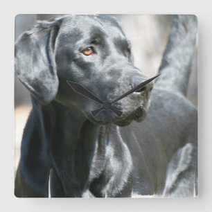 Black Lab Clock Vierkante Klok