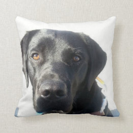 Black Lab Cushion Kussen