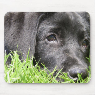 Black Lab Daydreamer Muismat