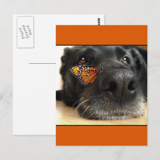 BLack Lab Dog with Butterfly Briefkaart (Voorkant / Achterkant)