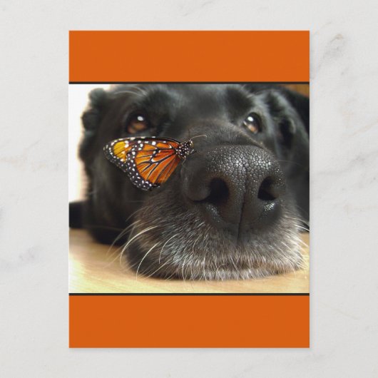 BLack Lab Dog with Butterfly Briefkaart (Voorkant)