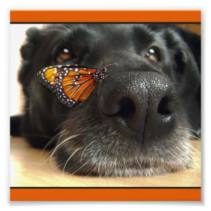 BLack Lab Dog with Butterfly Foto Afdruk