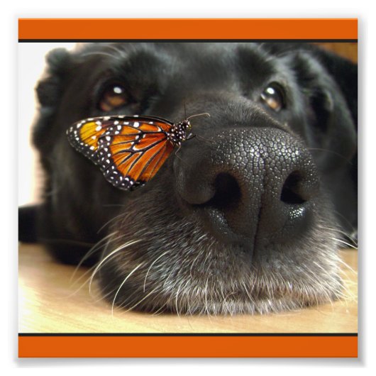 BLack Lab Dog with Butterfly Foto Afdruk (Voorkant)