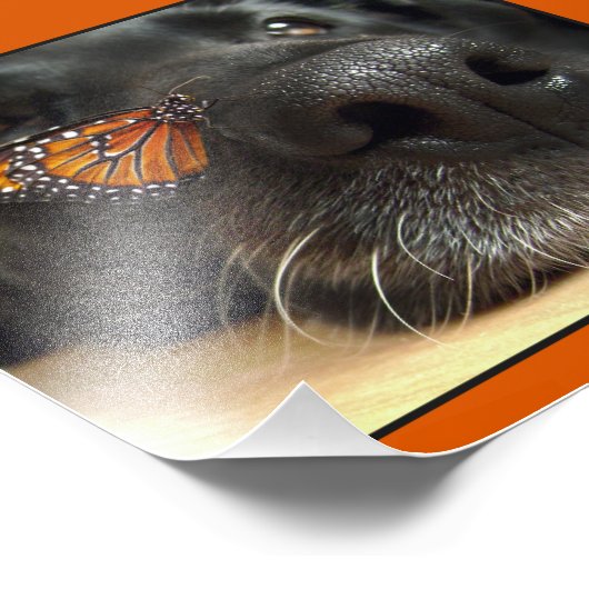 BLack Lab Dog with Butterfly Foto Afdruk (Hoek)