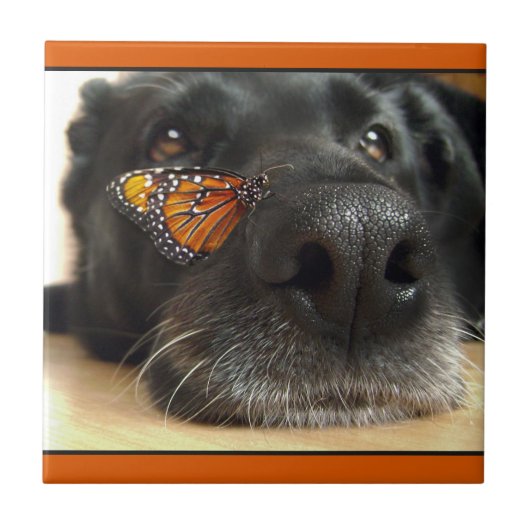 BLack Lab Dog with Butterfly Tegeltje (Voorkant)