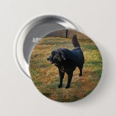 Black Lab in de Herfst zon Button (Voorkant /achterkant)