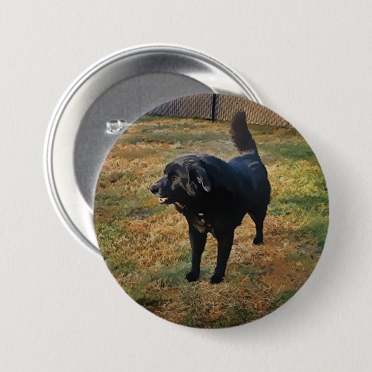 Black Lab in de Herfst zon Button (Voorkant /achterkant)