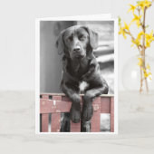 Black Lab in het Red Gate Wenskaart Kaart (Gele Bloem)