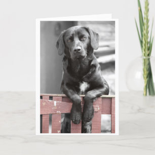 Black Lab in het Red Gate Wenskaart Kaart