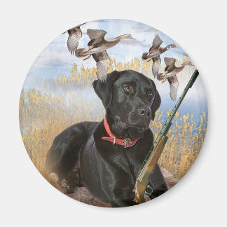 Black Lab jaagt op magneet