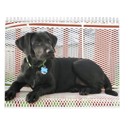 Black Lab labrador Recovery-kalender Kalender (Hoes)