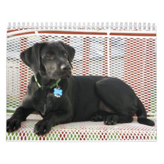 Black Lab labrador Recovery-kalender Kalender