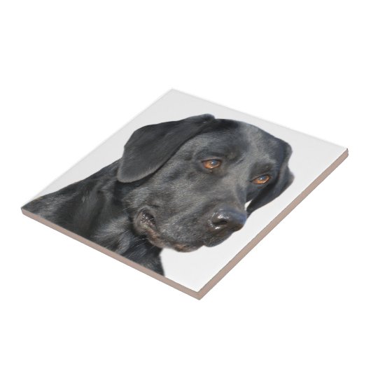 Black Lab Portrait Tiles Tegeltje (Zijkant)