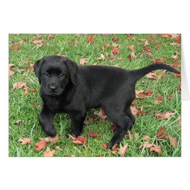Black Lab Puppy (Voorkant Horizontaal)