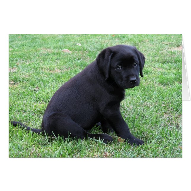 Black Lab Puppy (Voorkant Horizontaal)