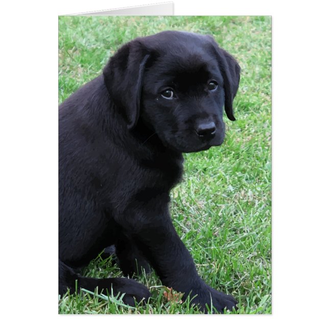 Black Lab Puppy (Voorkant)