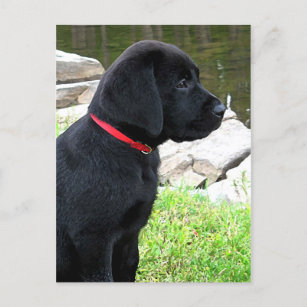 Black Lab Puppy Cute Dog - Labrador Retriever Pupp Briefkaart
