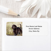 Black Lab Puppy Etiket (Insitu)