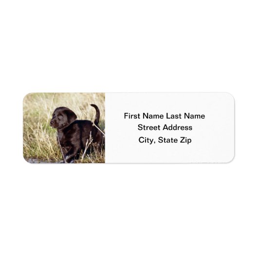 Black Lab Puppy Etiket (Voorkant)