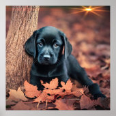 Black Lab Puppy Poster (Voorkant)